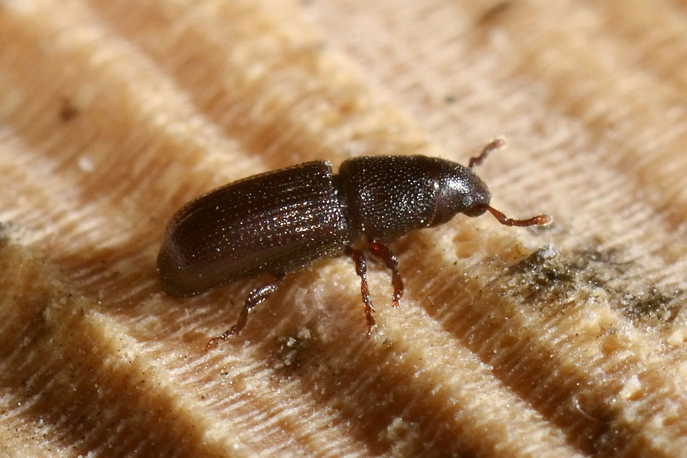 Rhyncolus punctatulus - Curculionidae